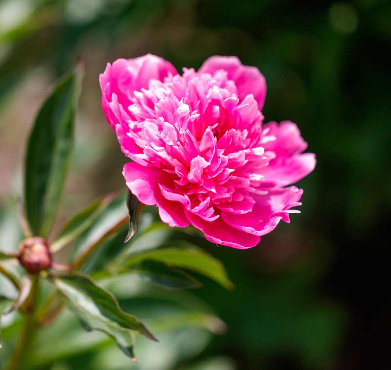 Plant Nursery