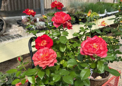 Landscaping in Big Spring, TX