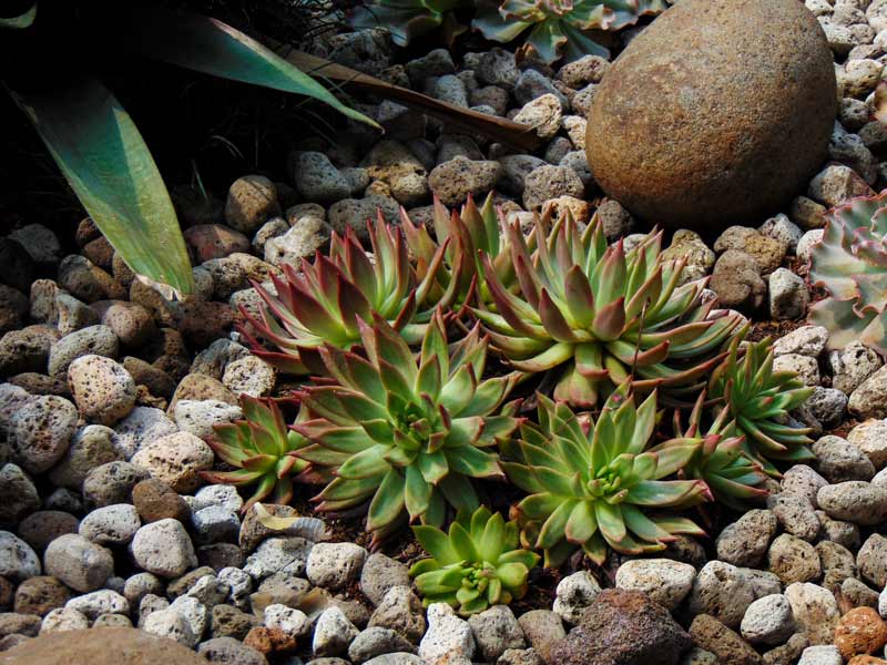 Xeriscape in Big Spring, TX