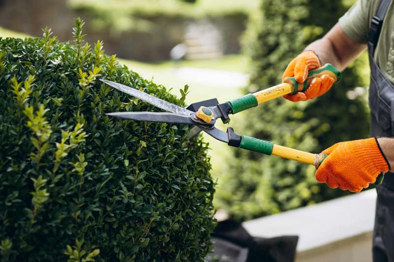 Tree Care in Big Spring, TX